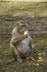 Monkey and food