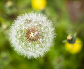 Dandelion Close-up