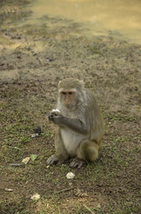 Naklejka premium Cute Monkey