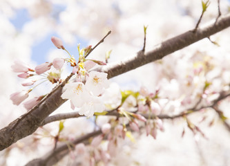 cherry blossoms close up in spring