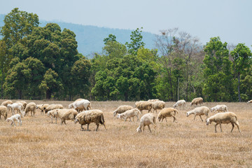 Dirty sheeps in the drought meadow