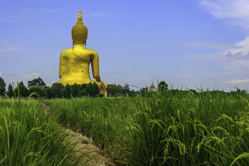 Buddha of Rice fields