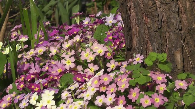 Beautiful Wild flowering Primroses Blooming in Spring 