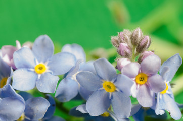 forget me not