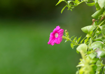 Naklejka premium Petunias in hanging pots.( Petunia hybrida Vilm.)