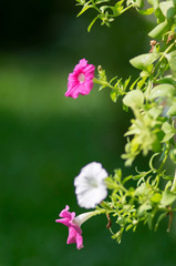 Petunias in hanging pots.( Petunia hybrida Vilm.)
