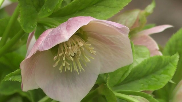 Close up of Hellebore Lenten Rose Spring Flower
