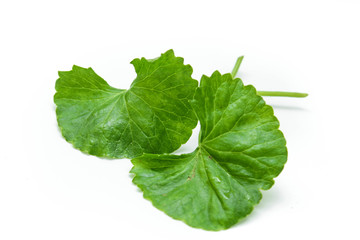 gotu kola leaves
