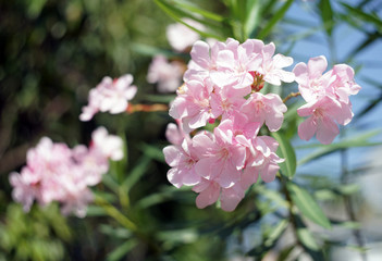 Oleander, Rose bay flower with leave. (Nerium oleander L.)