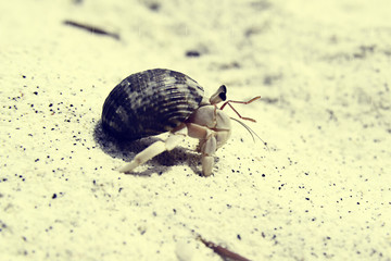 hermit crab walking on the beach