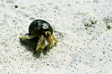 Hermit crab walking on the beach
