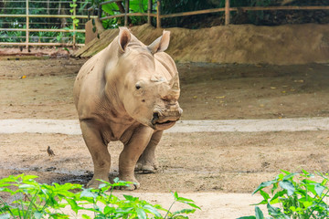 Rhino in a zoo