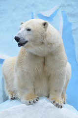 Obraz na płótnie Canvas Полярный медведь