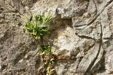 wall flower - 33