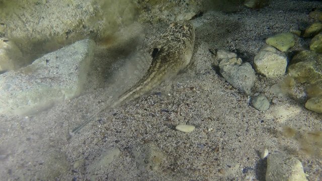 Atlantic stargazer buries itself in the sand, medium shot.
