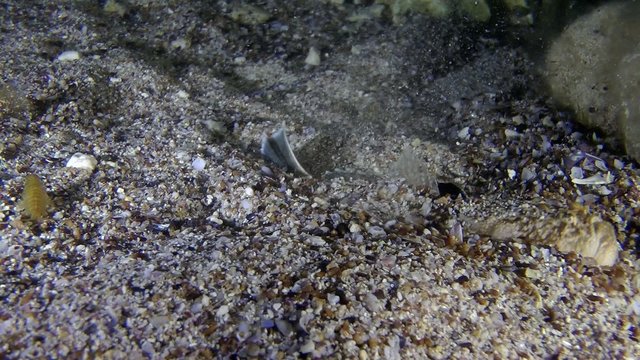 Atlantic stargazer buries itself in the sand, medium shot.
