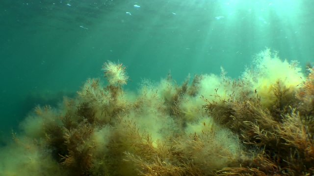 Underwater landscape with brown algae and moving sun's rays.
