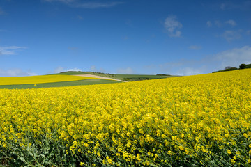Fototapeta premium campagne au printemps