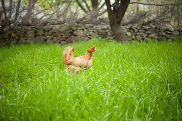 Chicken on Fresh Green grass