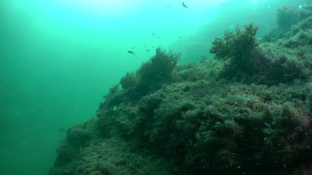 Rock with algae are swaying from the storm raging on the sea.
