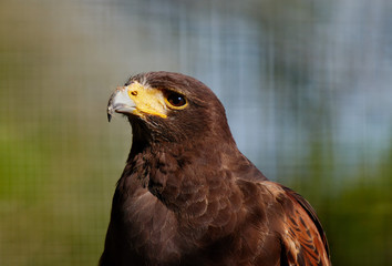 Buzzard looking to the left
