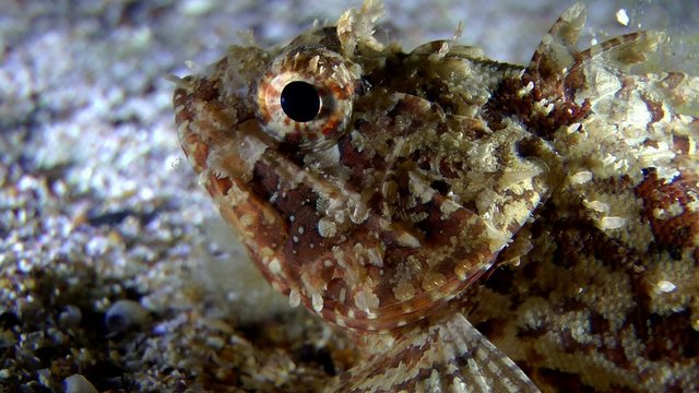 Black scorpionfish lies at the bottom, then swims from frame.
