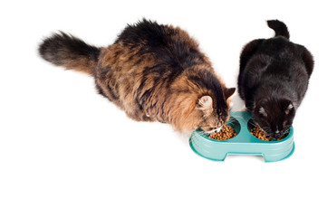Two cats eating from a green bowl
