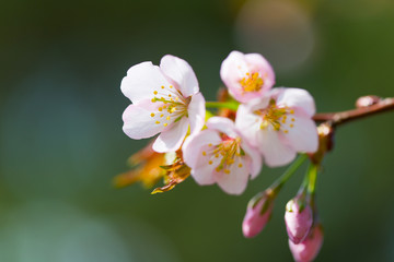 Branch with flowers of an Oriental cherry sakura 
