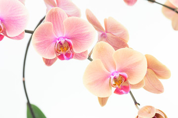 Naklejka na ściany i meble Peach Moth orchids close up