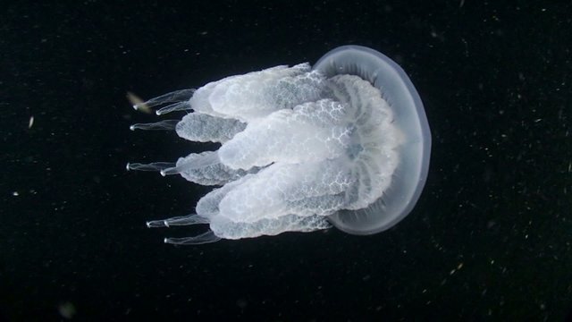 Barrel jellyfish swims in the water column, medium shot.
