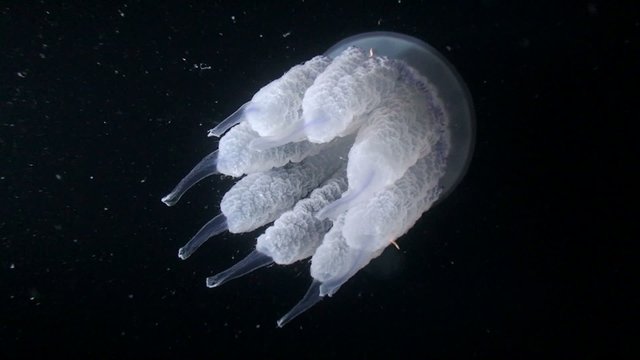 Barrel jellyfish swims in the water column, medium shot.
