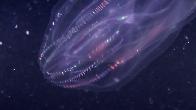 Warty comb jelly (Mnemiopsis leidyi) swims in water column.
