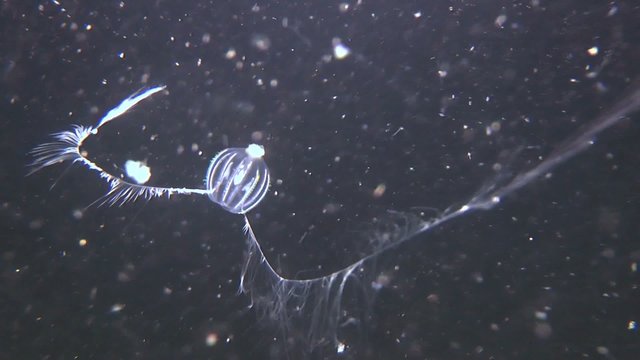 Sea gooseberry (Pleurobrachia pileus) swims in water column.
