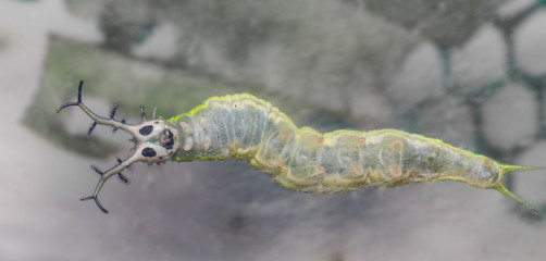 Belly of common pasha butterly's caterpillar