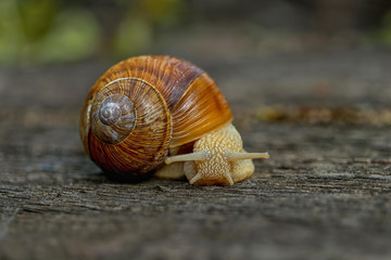 Snail climb on a floor