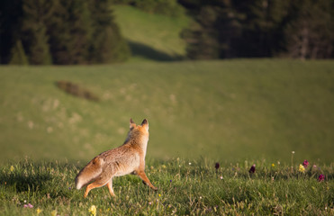 Volpe rossa osserva il panorama