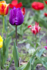 Blooming of colorful tulips