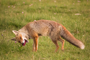 Fototapeta premium Volpe rossa mangia un'orchidea selvatica