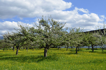 Bauerngarten mit blühenden Obstbäumen, Benediktbeuern