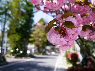 Stickers fenêtre Fleur de cerisier 八重桜