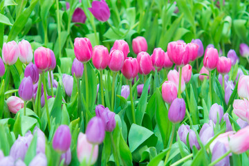 Beautiful colorful Tulip flower