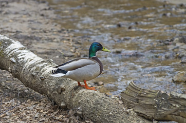 Make mallard duck
