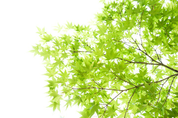 新緑の葉っぱ