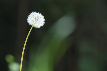 Fototapeta premium 綿毛のタンポポ