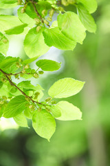新緑の葉っぱ