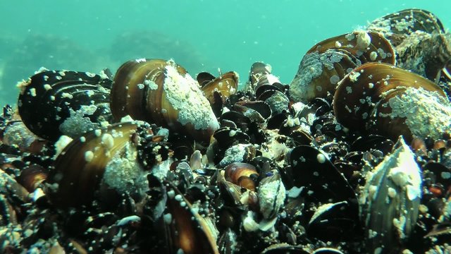 Mediterranean mussel: Mass settlement.
