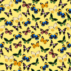 Seamless colorful background made of different butterflies in fl