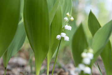 Spring wild flowers bloom