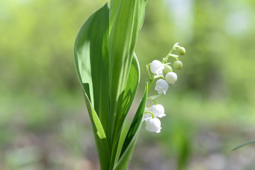 Obraz premium Spring wild flowers bloom