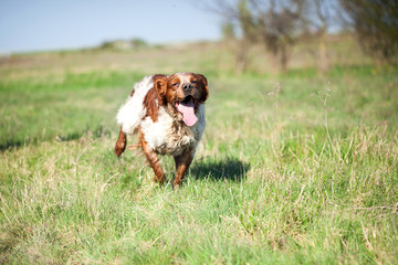 epagneul breton dog on the run